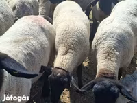 Juh, White Suffolk sheep — 1. fotó