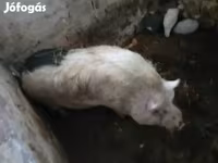 Kan, Sertések — 1. fotó