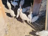 Turkeys — 1. fotó