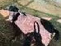 Cabro, Cabras — foto 8