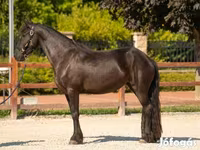 घोड़ी, Friesian — फ़ोटो 3
