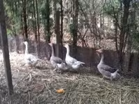 Geese — foto 1