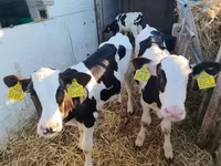 公牛, Holstein breed — 照片 3