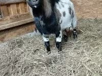 公山羊, Dutch Landrace goats — 照片 2
