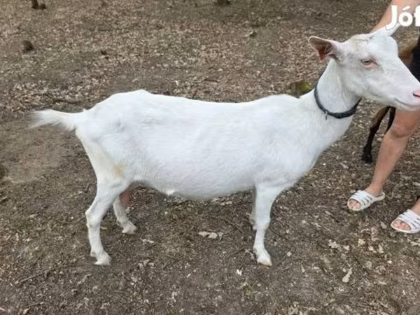 Nőstény kecske, Saanen goat