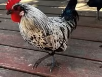 Japanisches Bantam — Foto 5