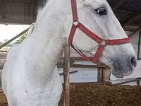 فرس, Lipizzaner — الصورة 3