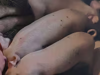 Pigs (batch, sex not specified), Крупная белая — photo 1