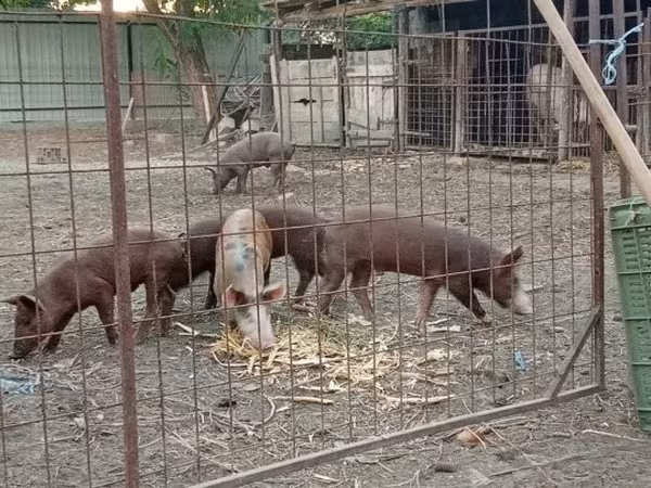 Reprodutor, Porcos — Hungria