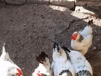 Лакенфельдер — фото 2