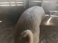 Verro — foto 1