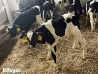 ثور, Russian Black pied cattle — الصورة 3