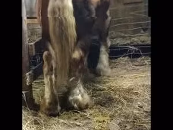 Caballo, Caballos