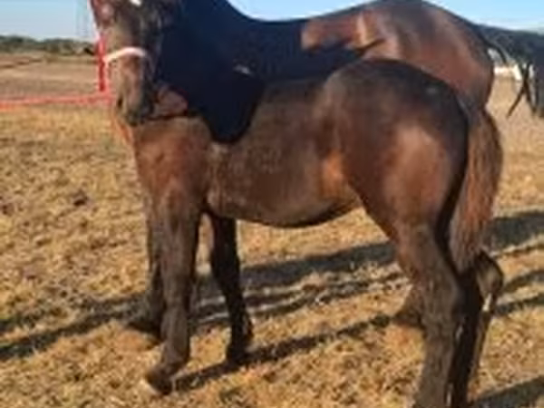 Hing, Percheron