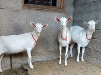 Cabra, Saanen goat — foto 3