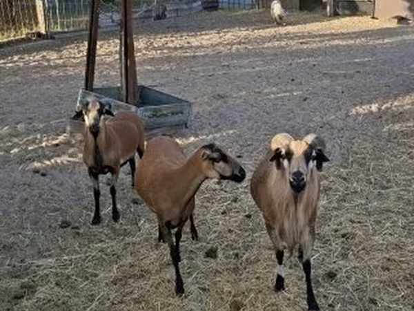 Kos, Cameroon sheep — Magyarország