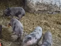 Schweine (Partie, Geschlecht nicht angegeben), Вьетнамская вислобрюхая — Foto 8