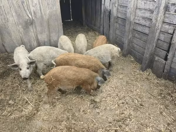 Sow,  — Hungary