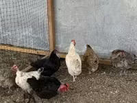 Chickens — الصورة 6