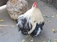Pekin Bantam — photo 2