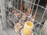 Chickens — 2-сурет