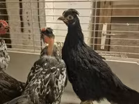 Japanese Bantam — photo 4