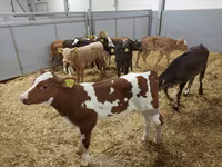 Tehén, Simmental cattle — 6. fotó
