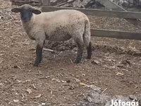 Kos, White Suffolk sheep — 2. fotó