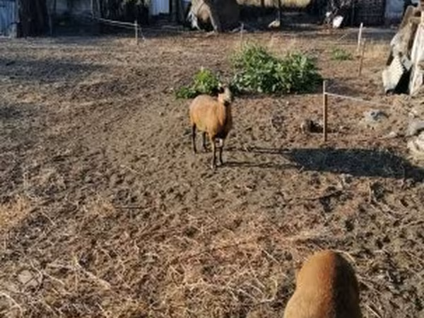 Juh, Cameroon sheep — Magyarország