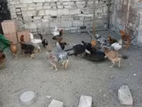 Chickens — फ़ोटो 2