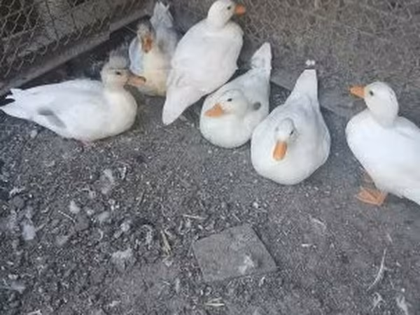 Ducks — Ungarn