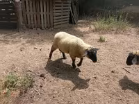 公羊, White Suffolk sheep — 照片 6