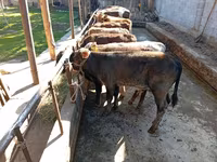 Byk, Swiss cattle — zdjęcie 6