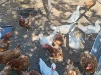 Ducks — photo 1