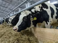 Tehén, Holstein fajta — 7. fotó