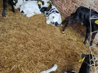 Bull, Holstein breed — photo 2