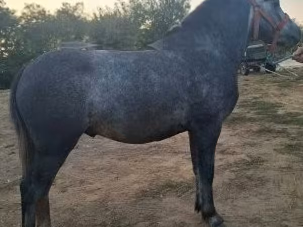Horse (M), Horses