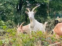 Nőstény kecske, Saanen goat — 1. fotó