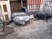 母猪 — 照片 1