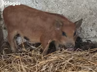 公猪, Вьетнамская вислобрюхая — 照片 3