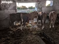ثور, الماشية — الصورة 1