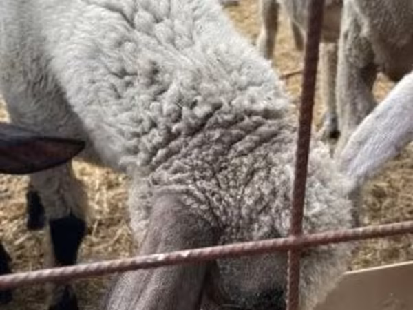 公羊, Tsigai sheep