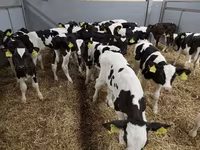 Bovinos (lote, sexo no especificado), Simmental cattle — foto 7