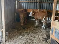Vaca, Vaca Limousin — foto 7