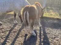 Caballo, Caballos — foto 1