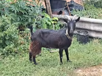 公山羊, Goats — 照片 2