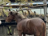 Cavalo, Cavalos — foto 2