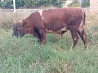 Bika, Szarvasmarhák — 2. fotó