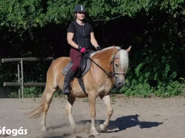 Kanca, Haflinger