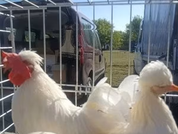 Chickens